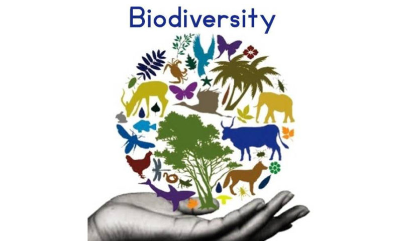 September is Biodiversity Month: We’re All in this Together